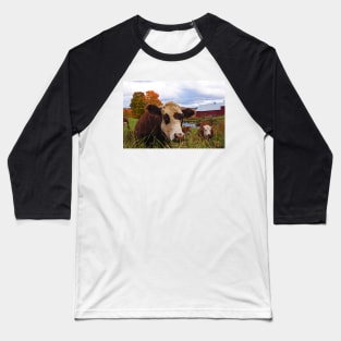 Cow chilling out at Jenne Farm Reading VT Vermont Baseball T-Shirt